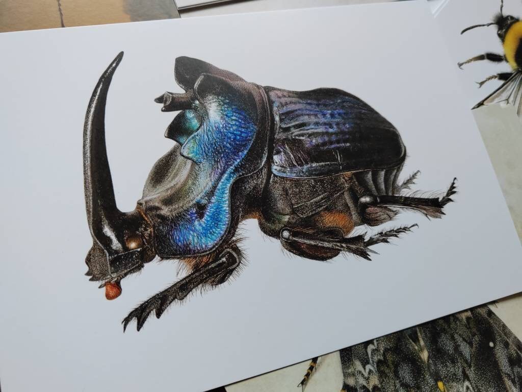 A5 giant postcard Coprophanaeus lancifer, giant blue dung scarab beetle