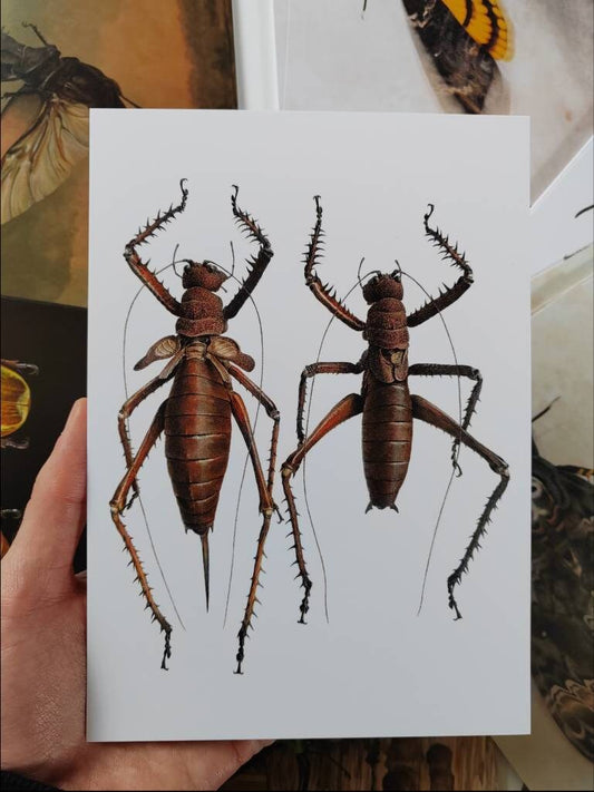 A5 giant postcard Panoploscelis specularis Female and Male pair Giant Lobster Katydid