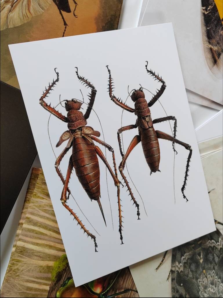 A5 giant postcard Panoploscelis specularis Female and Male pair Giant Lobster Katydid