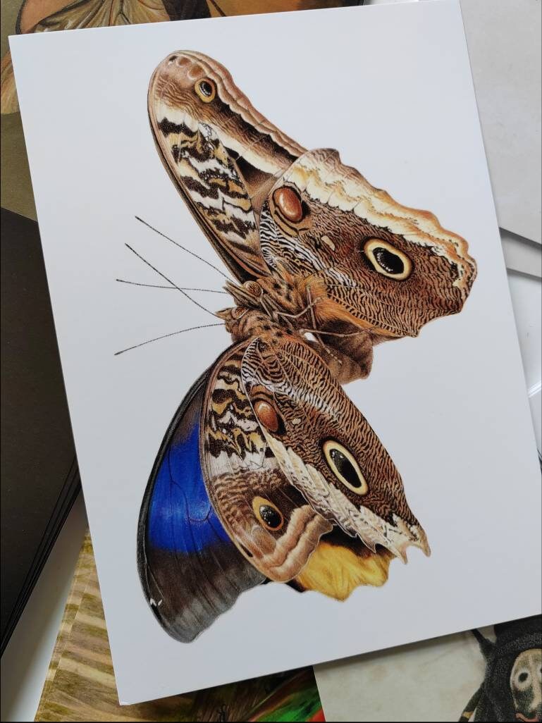 A5 giant postcard Caligo atreus male and female mating pair