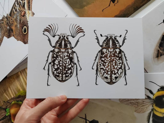 A5 giant postcard Polyphylla fully, Pine Chafer male and female