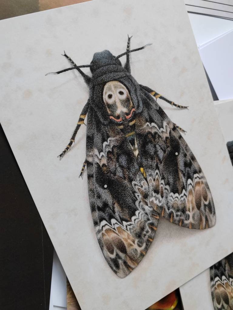 A5 giant postcard Acherontia lachesis, greater Death's Head Moth