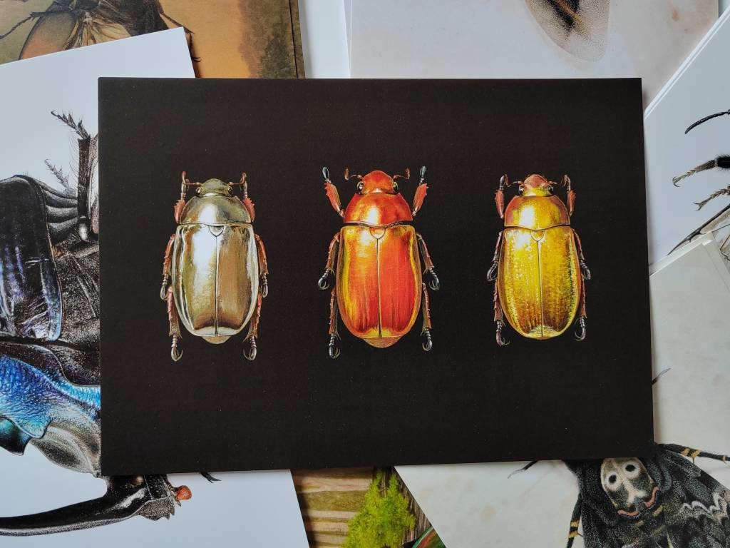 A5 giant postcard Chrysina jewel scarab beetle trio