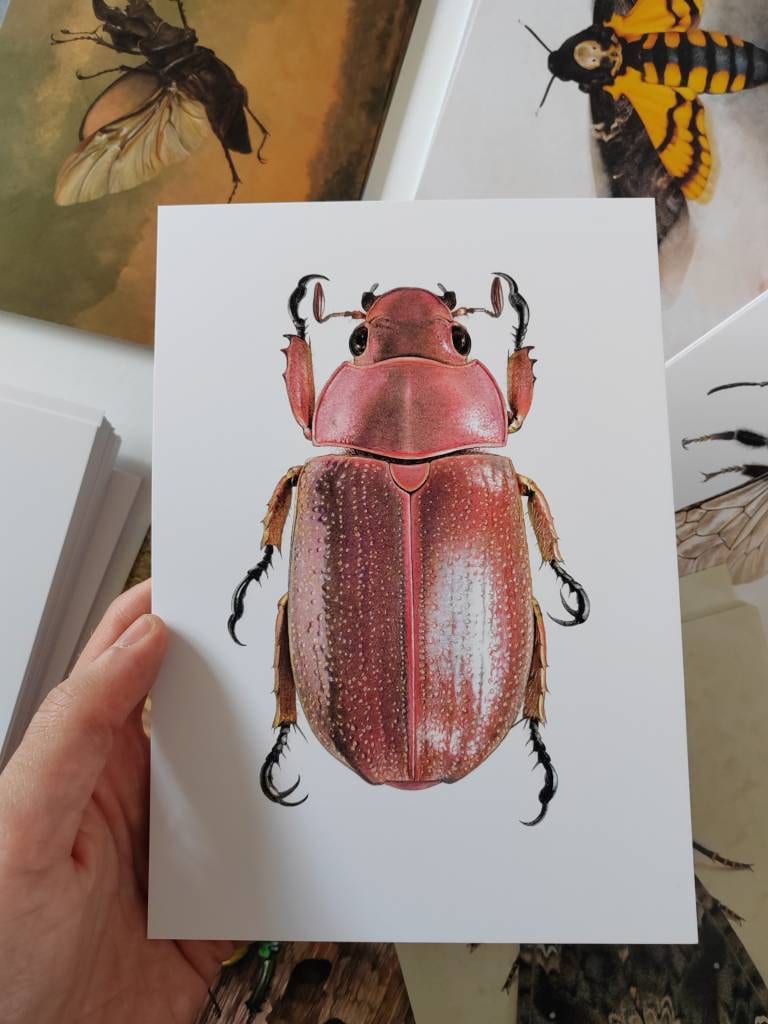 A5 giant postcard Chrysina purulhensis Jewel Scarab