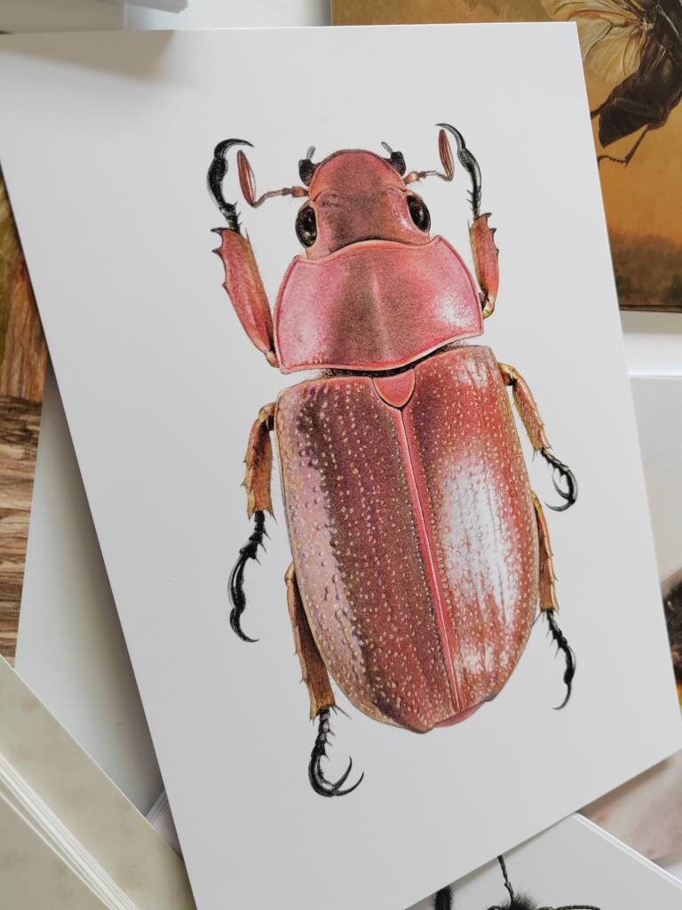 A5 giant postcard Chrysina purulhensis Jewel Scarab