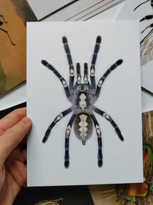 A5 giant postcard Poecilotheria metallica, Gooty Sapphire Ornamental tarantula