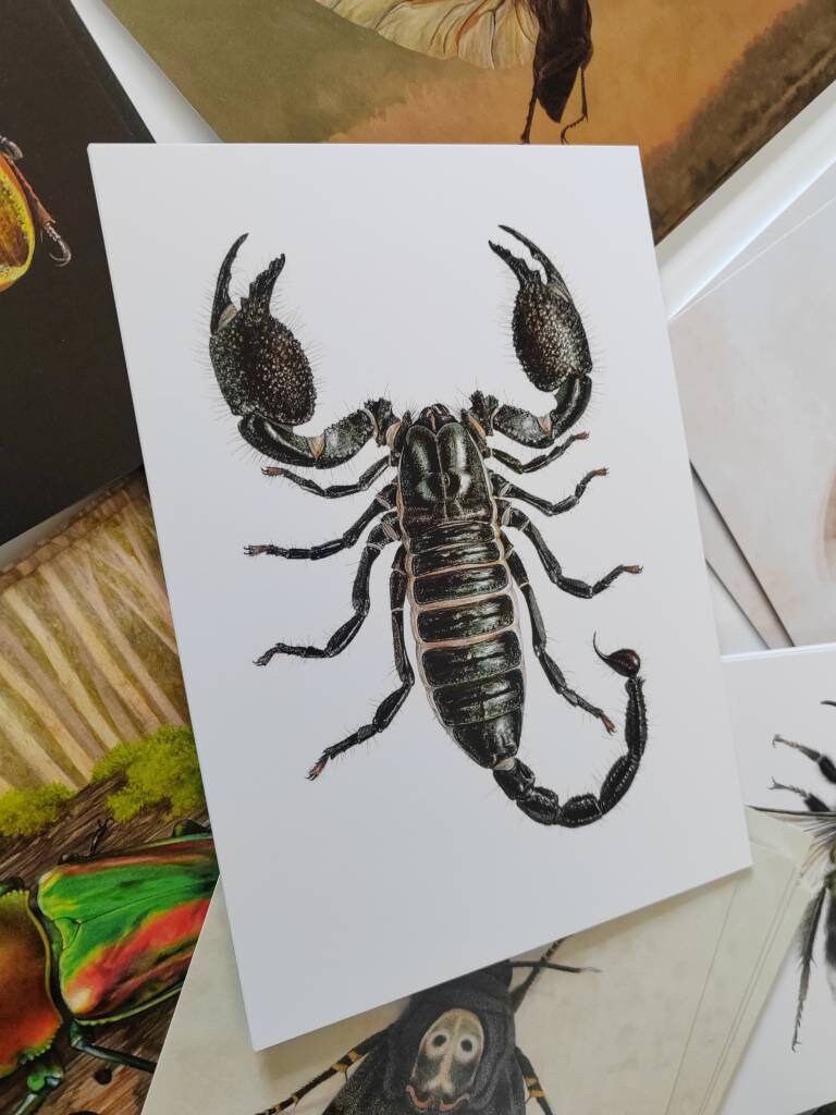 A5 giant postcard Pandinus imperator, Emperor scorpion