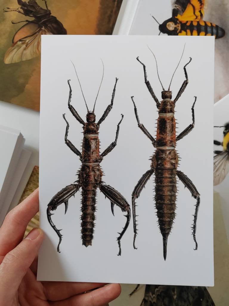 A5 giant postcard, Eurycantha horrida Male & Female