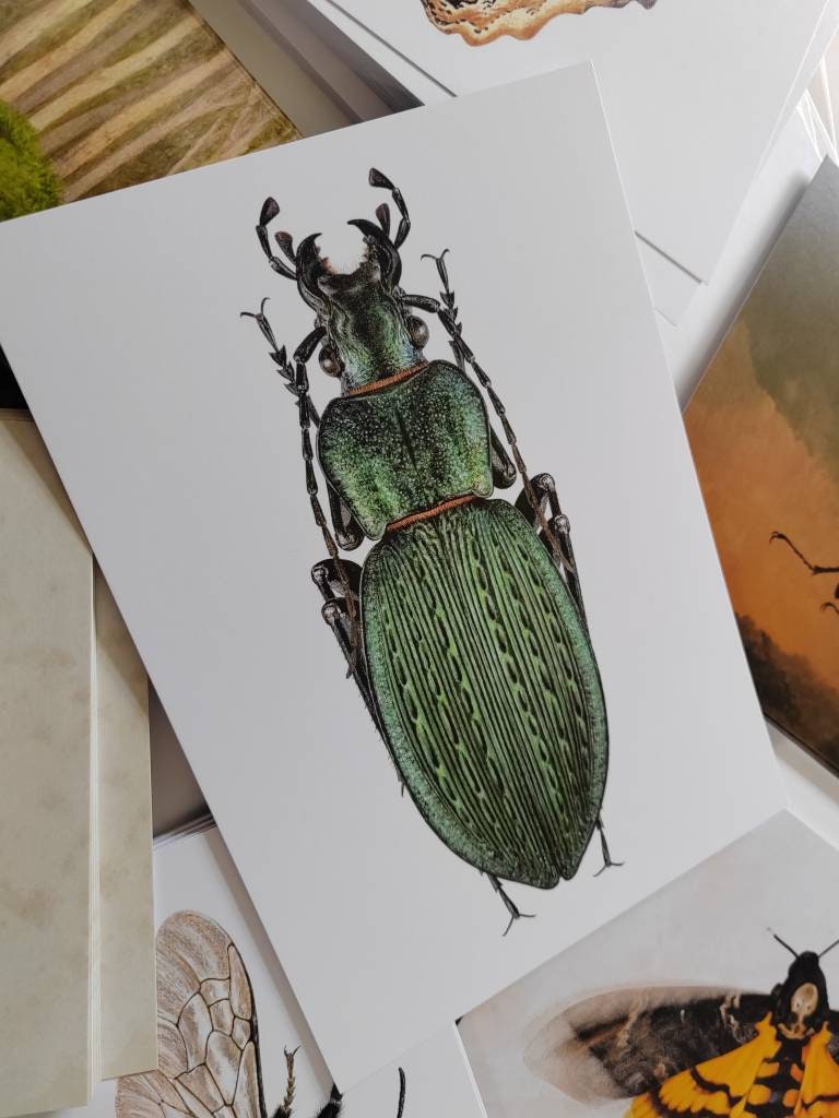 A5 giant postcard Carabus insulicola