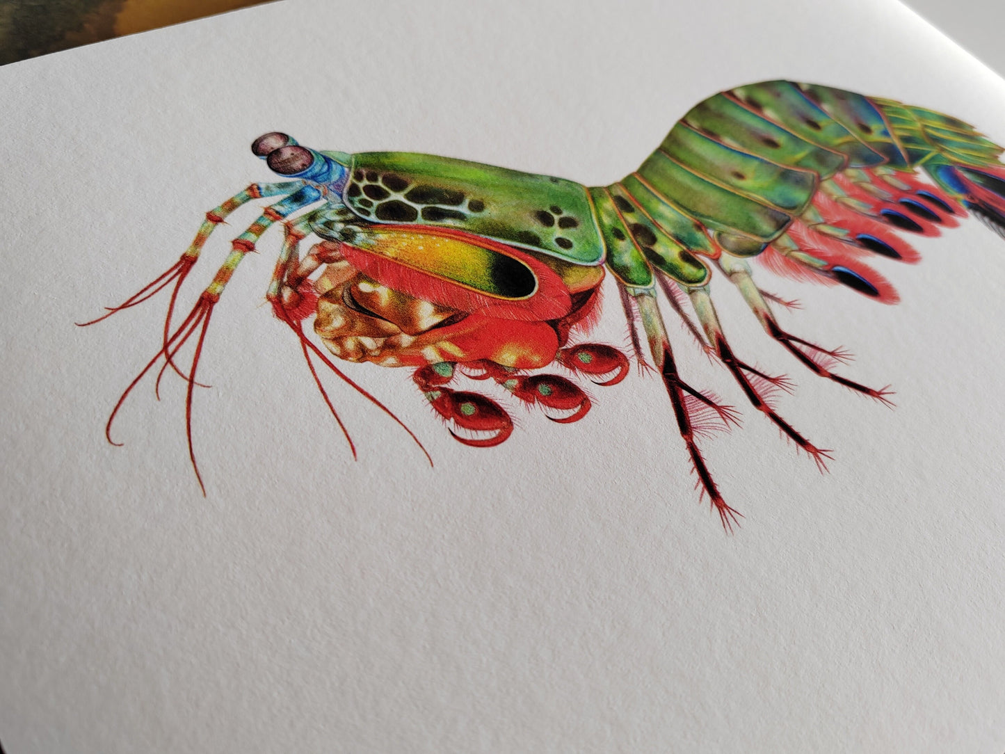 Limited edition art print - Peacock Mantis Shrimp, Odontodactylus scyllarus