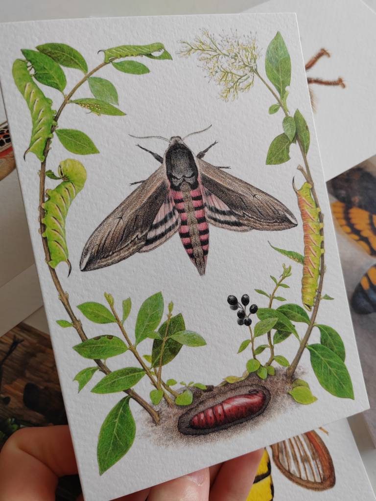 Greetings card - Sphinx ligustri, Privet Hawk Moth lifecycle