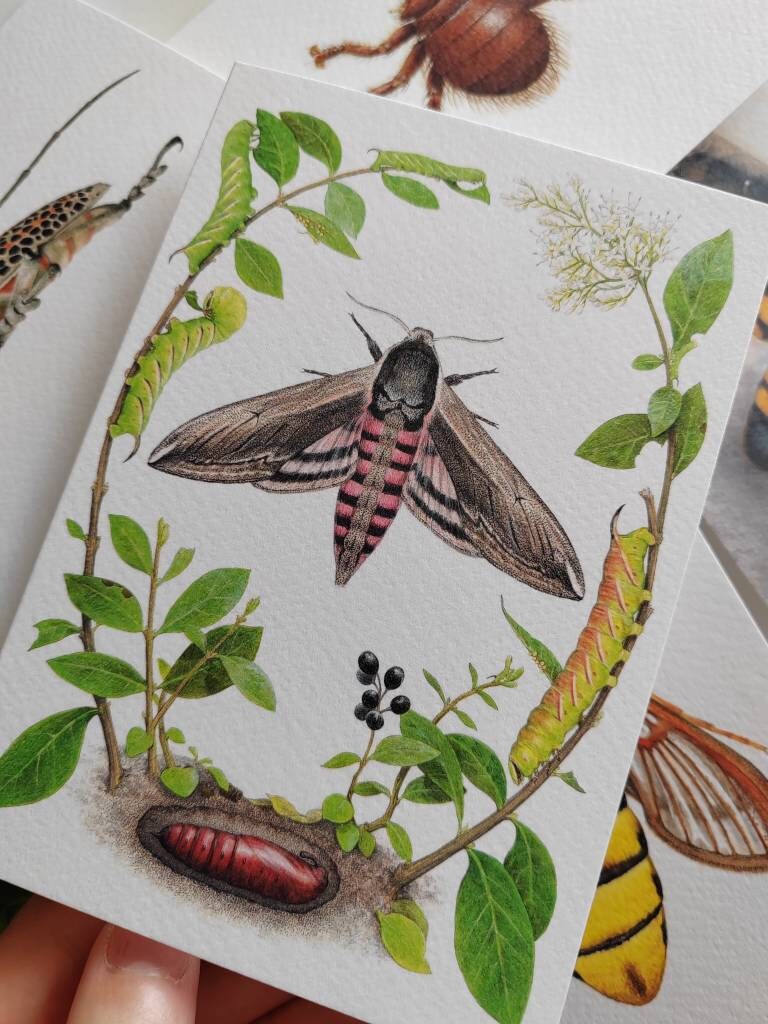 Greetings card - Sphinx ligustri, Privet Hawk Moth lifecycle