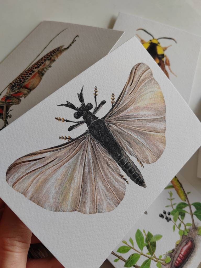 Greetings card - Stylops melittae