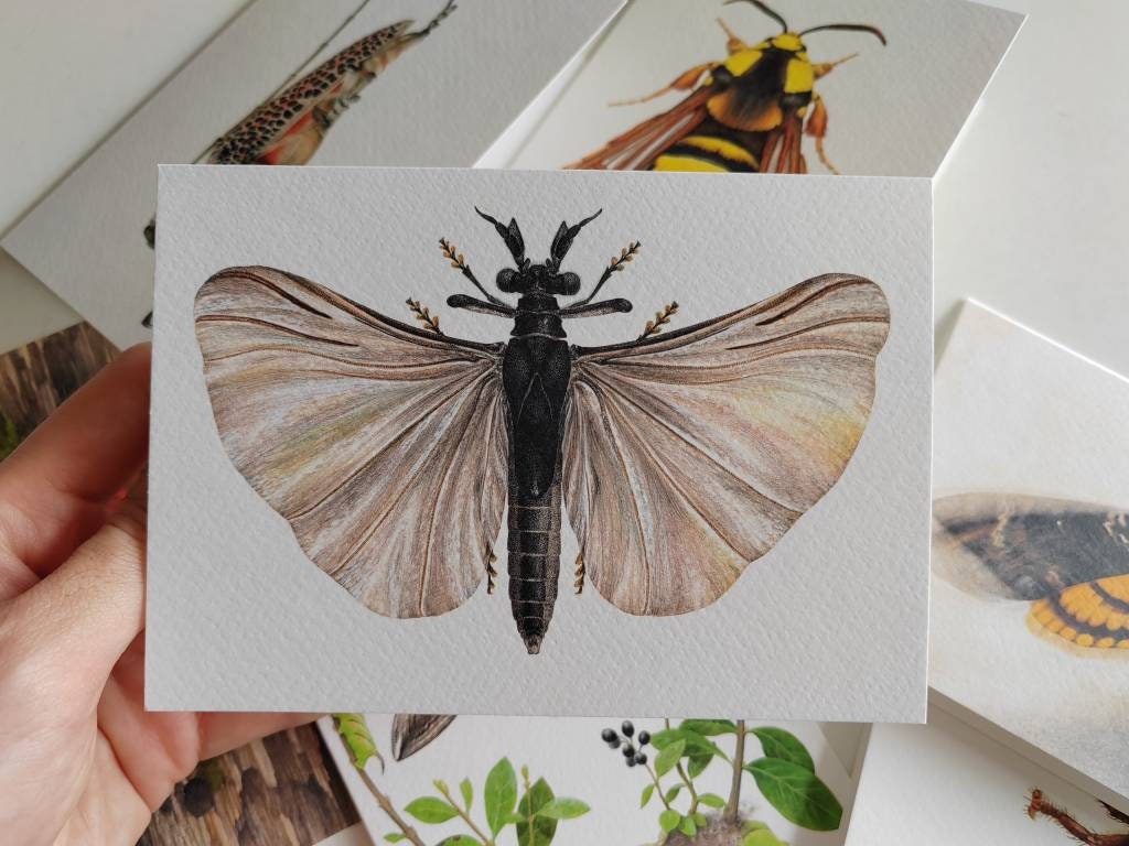 Greetings card - Stylops melittae