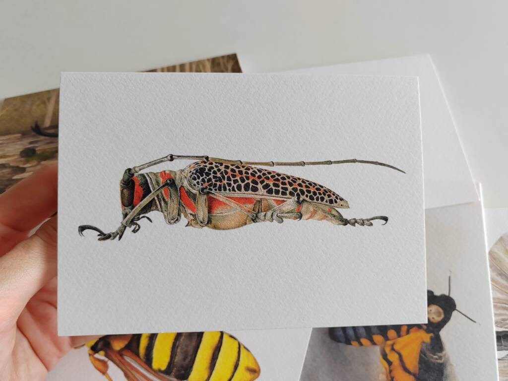 Greetings card - Rosenbergia straussi
