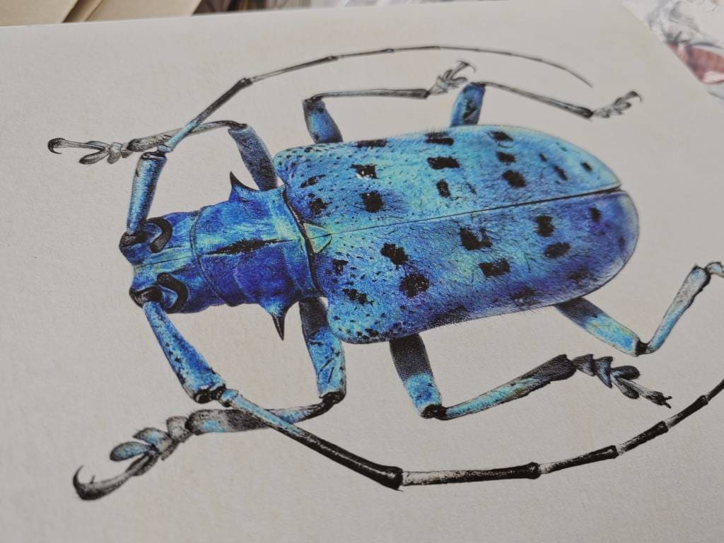 Pseudomyagrus waterhousei, limited edition art print 10x8"