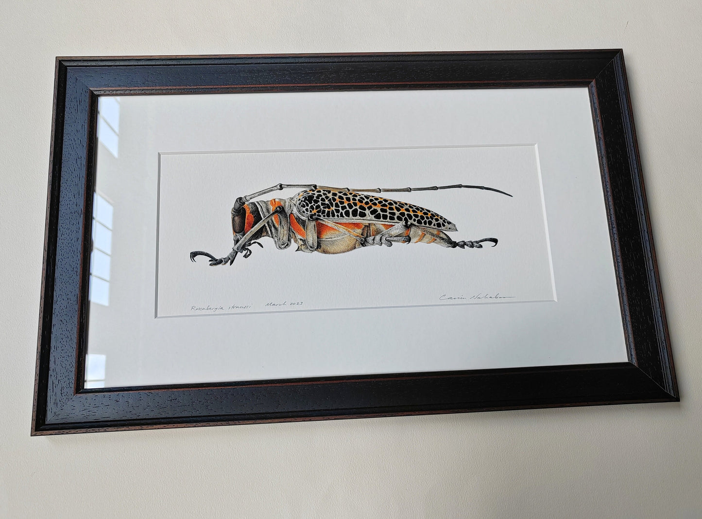 Framed original artwork - Rosenbergia straussi