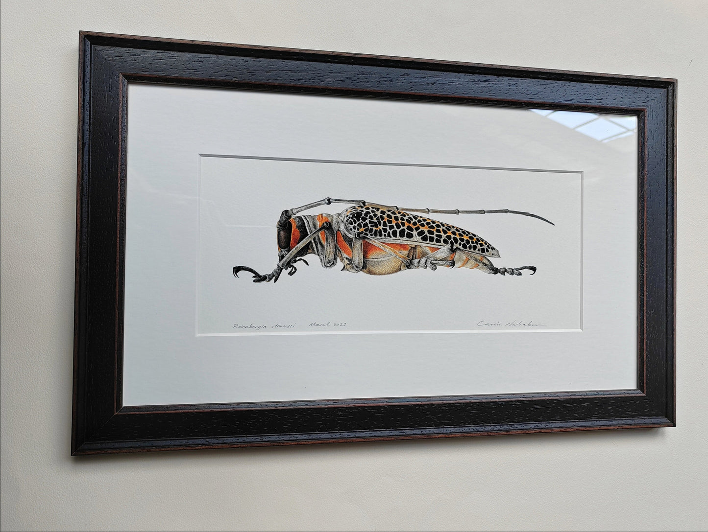 Framed original artwork - Rosenbergia straussi