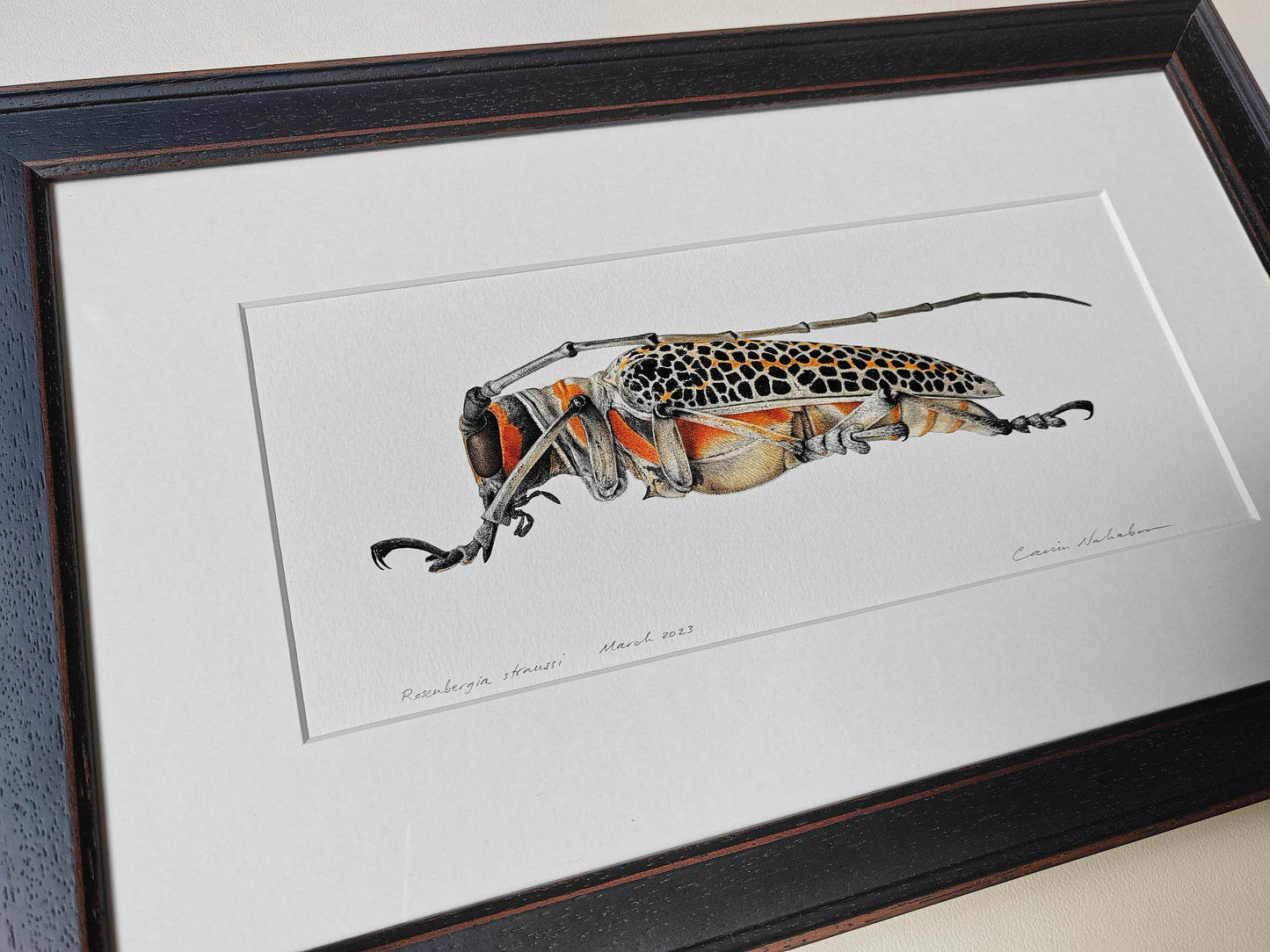 Framed original artwork - Rosenbergia straussi