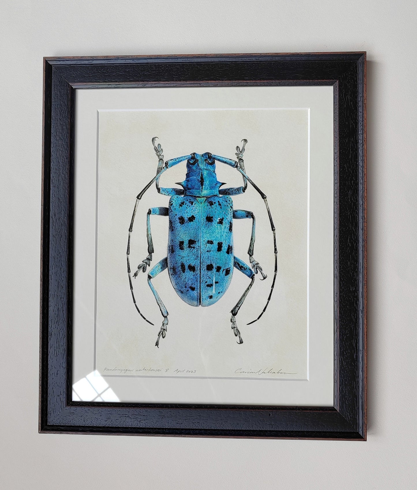 Framed original artwork - Pseudomyagrus waterhousei
