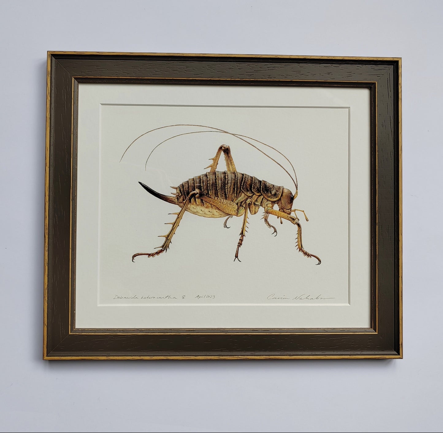 Framed Original artwork - Deinacrida heteracantha, Wētāpunga or Giant Weta (Little Barrier Island Giant Weta)
