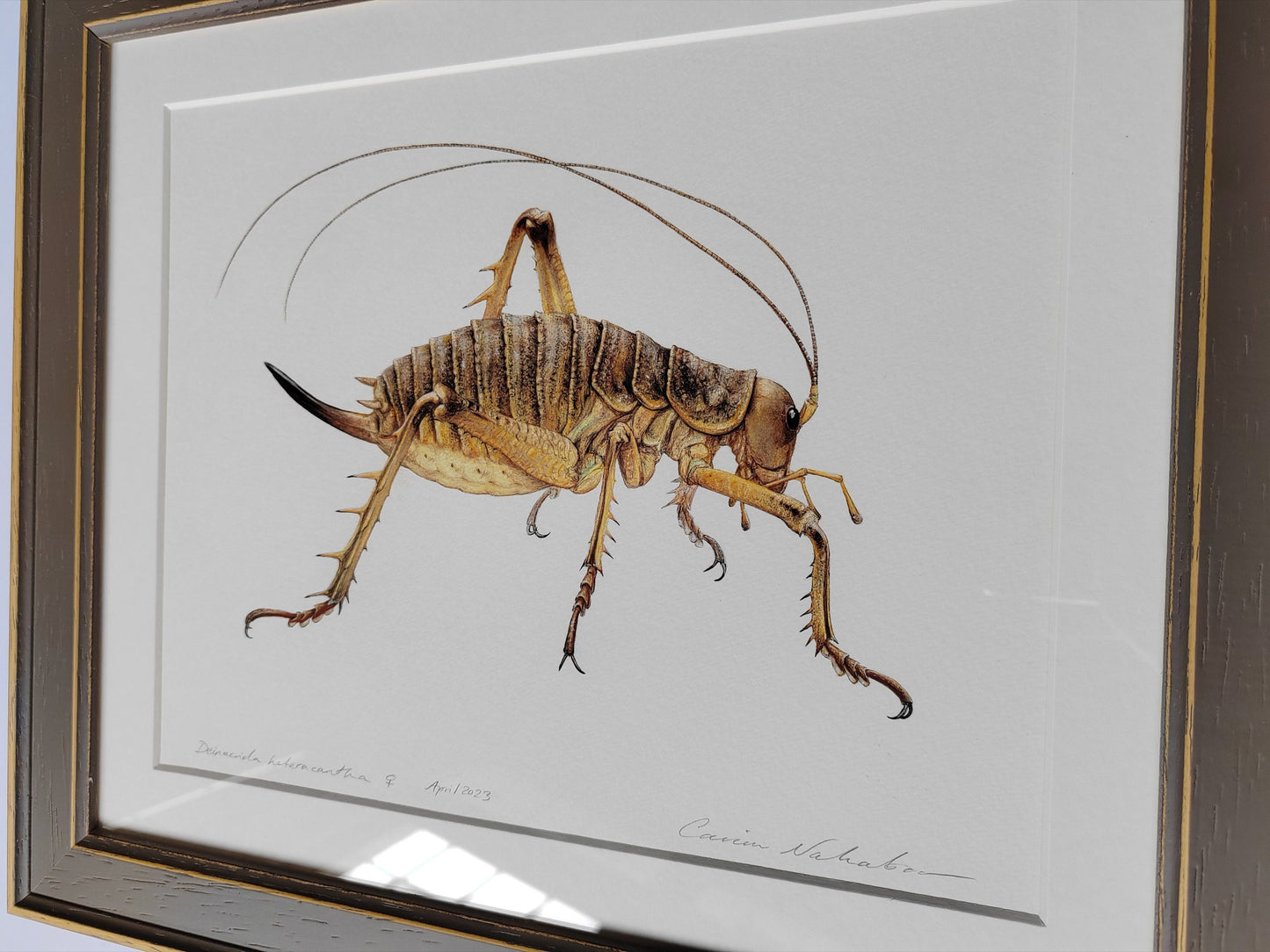 Framed Original artwork - Deinacrida heteracantha, Wētāpunga or Giant Weta (Little Barrier Island Giant Weta)
