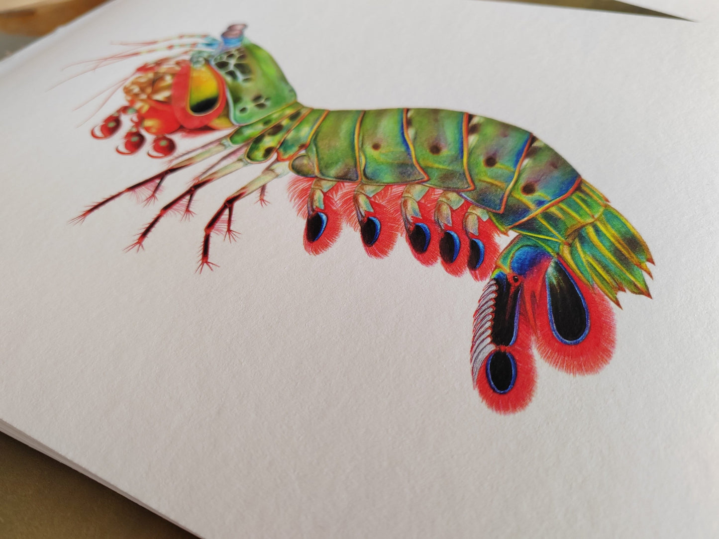 Limited edition art print - Peacock Mantis Shrimp, Odontodactylus scyllarus