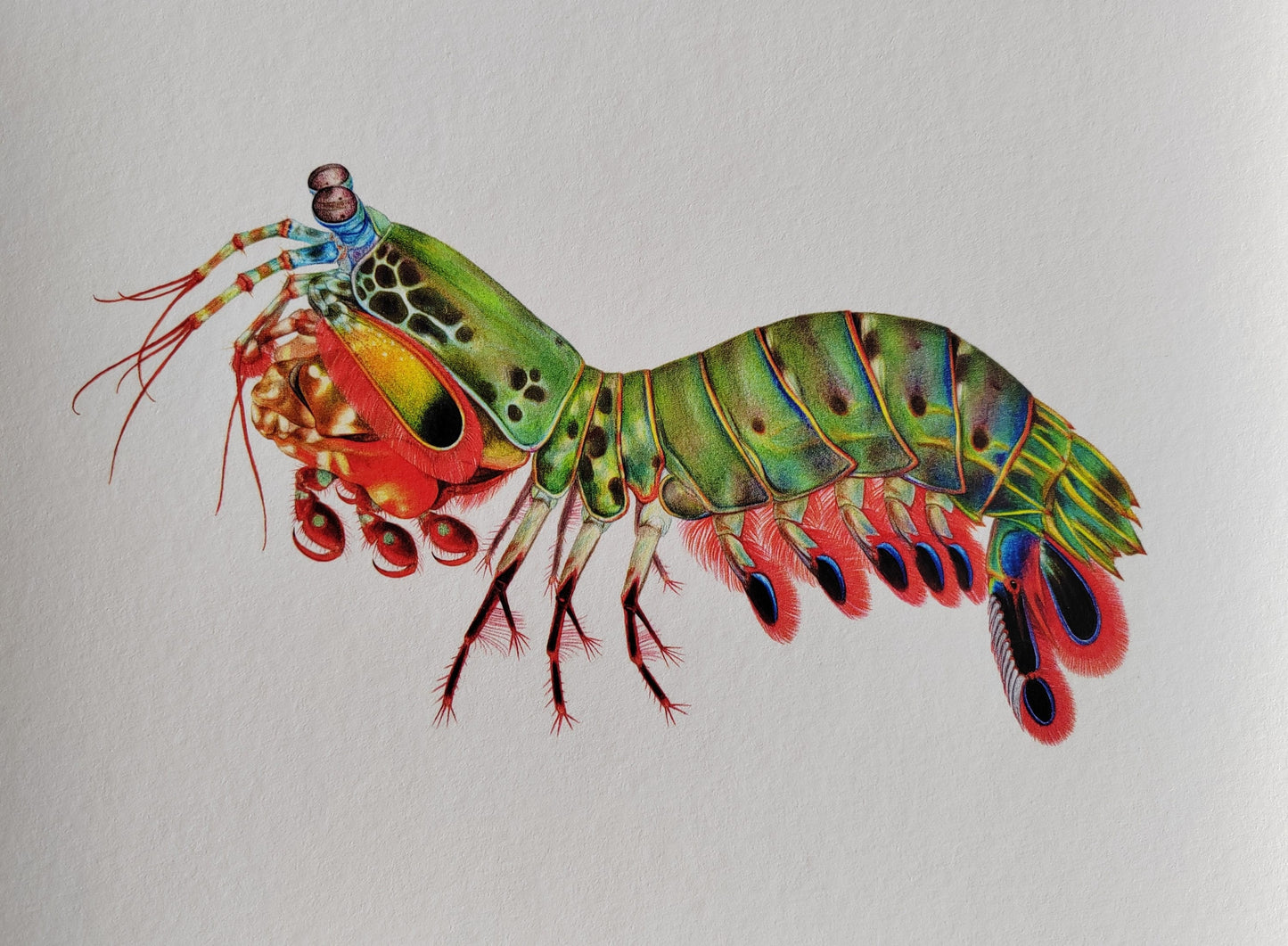 Limited edition art print - Peacock Mantis Shrimp, Odontodactylus scyllarus