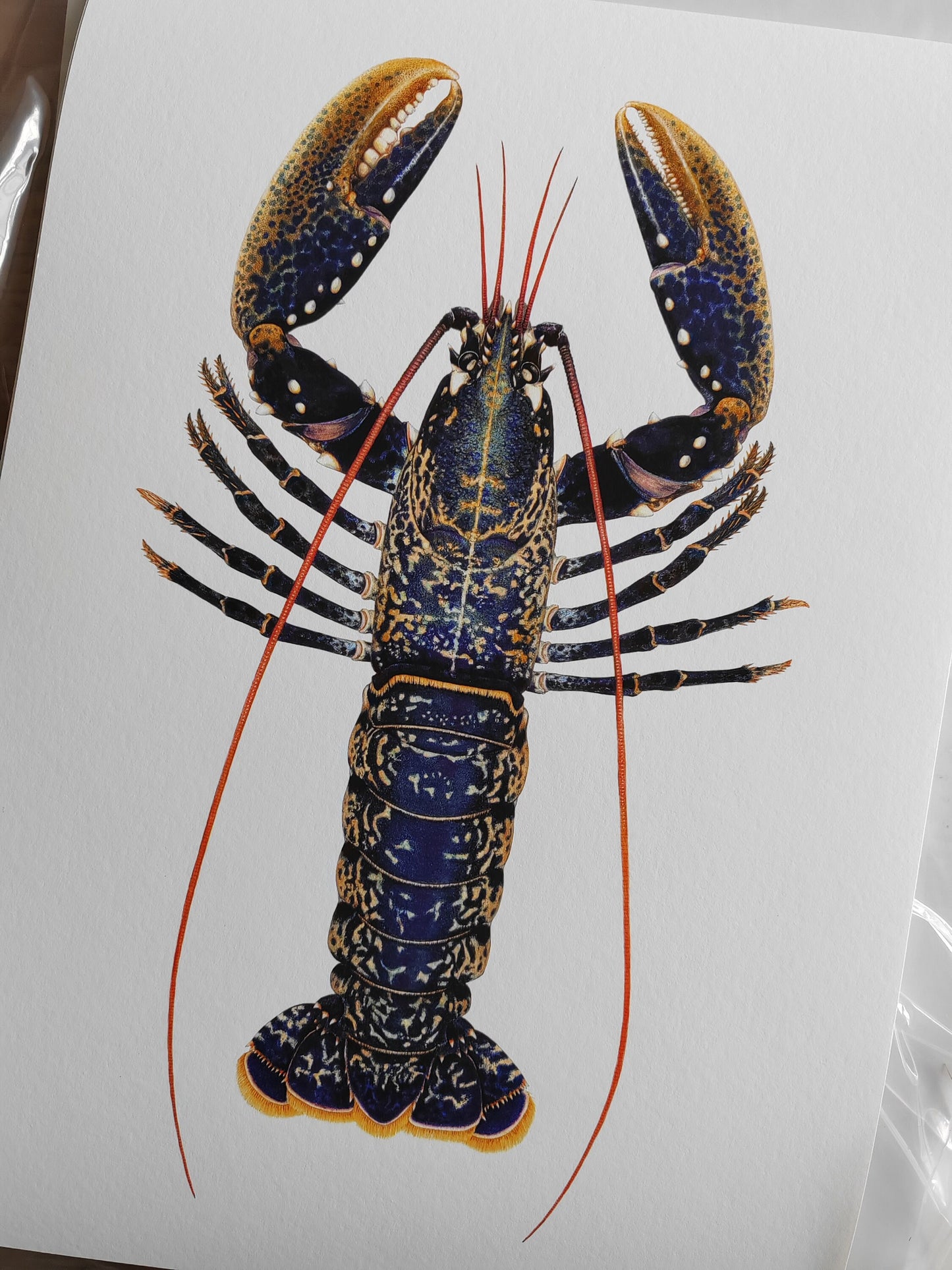 Homarus gammarus, Lobster A3 size limited edition art print