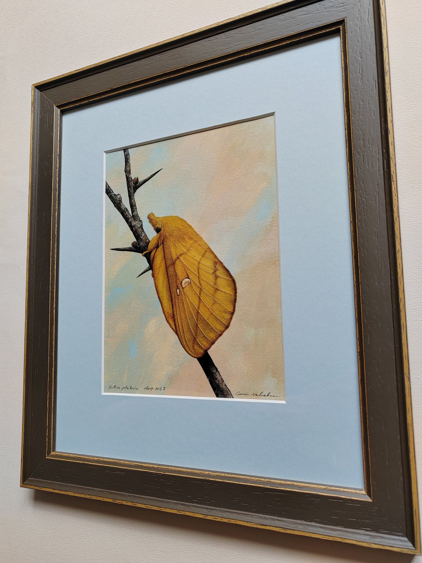 Framed Original artwork - Euthrix potatoria, Drinker Moth