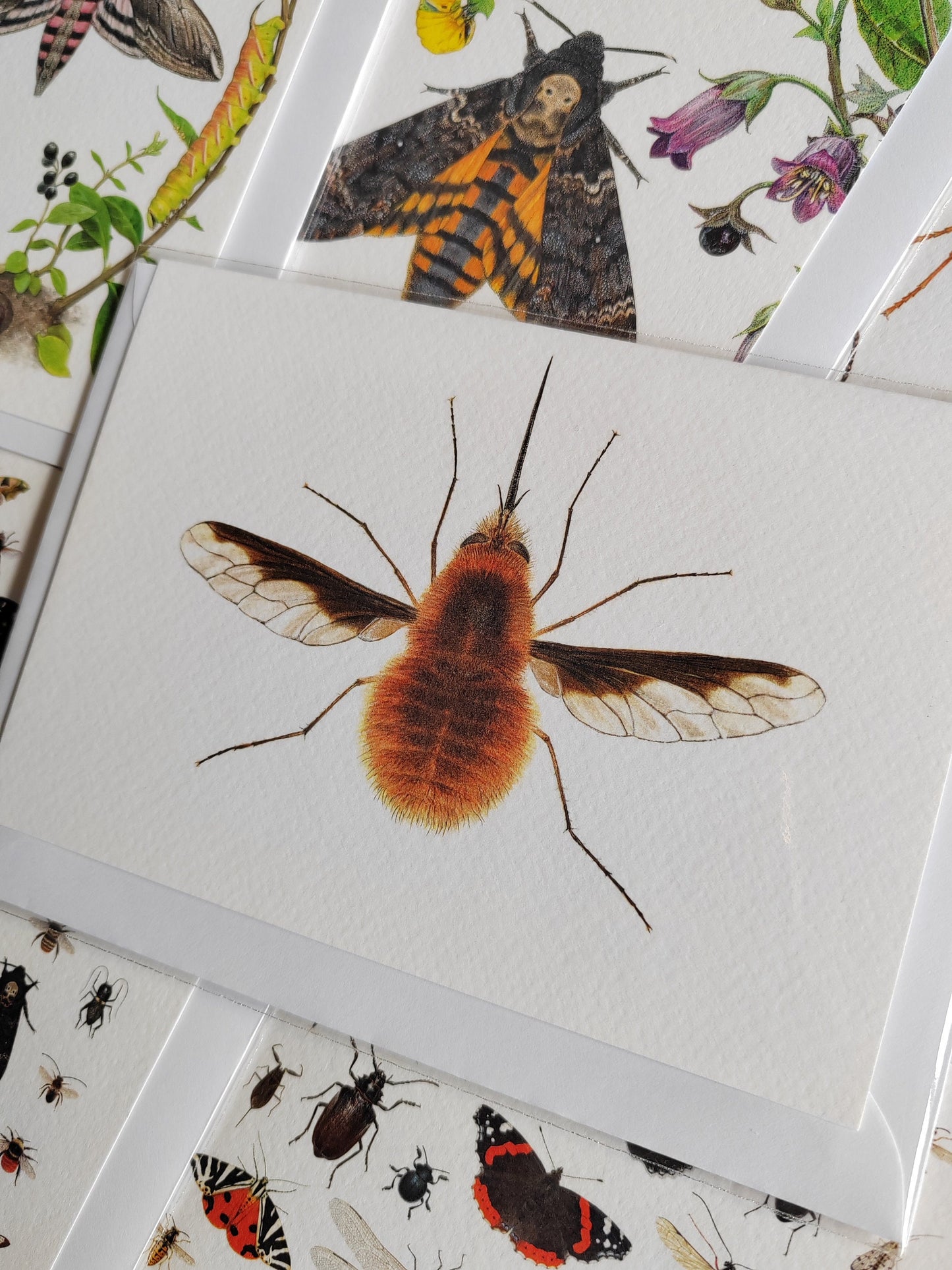 Greetings Card - Bee Fly Bombylius major