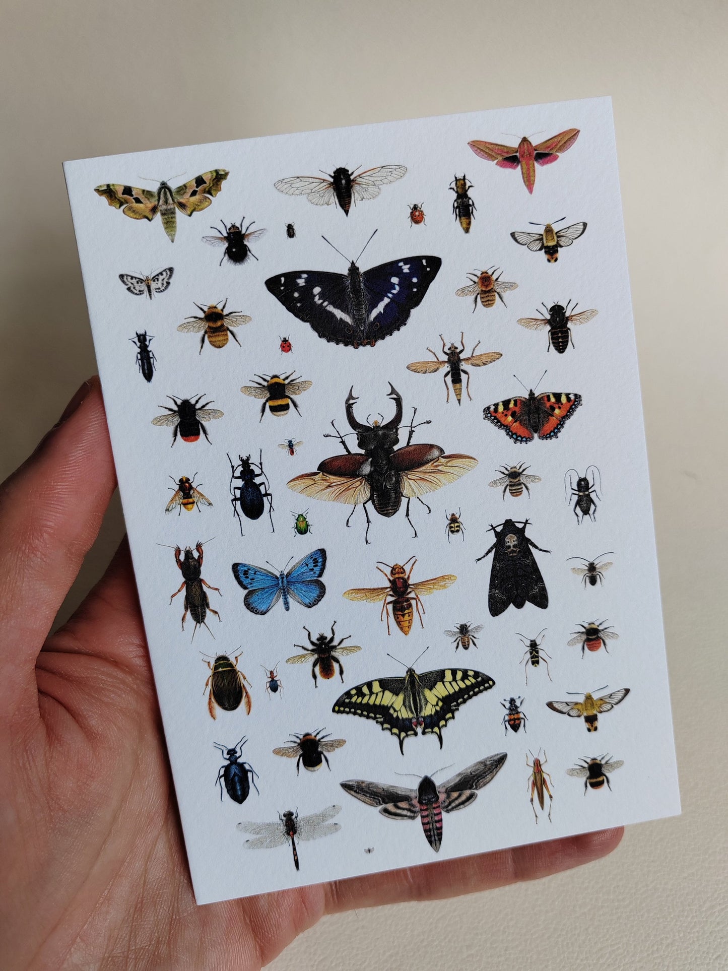 British Insects Greetings Card (version 1)