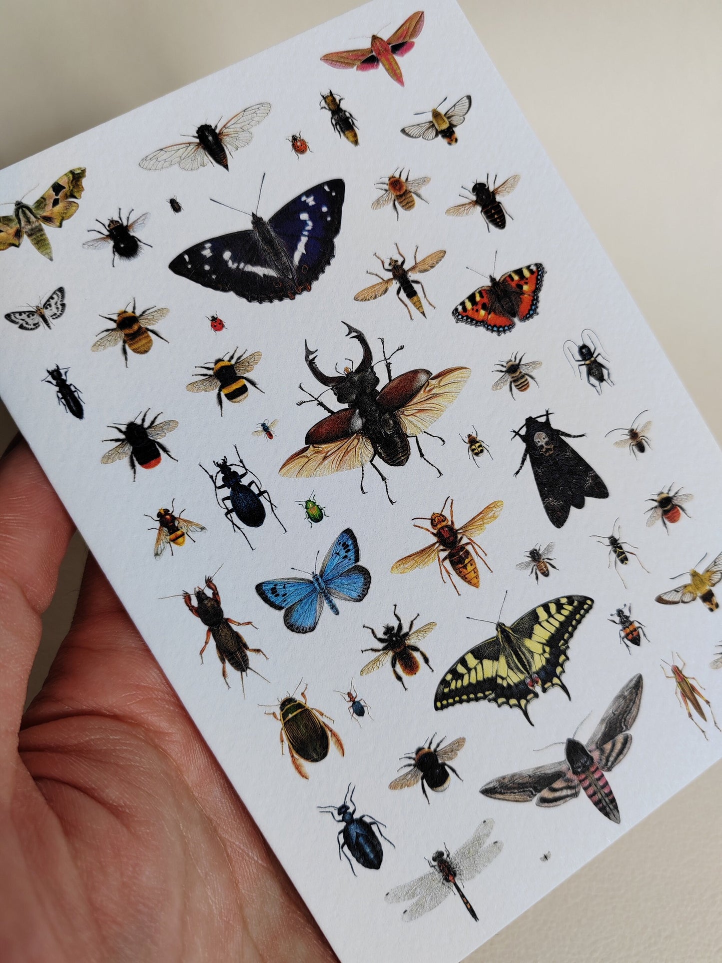 British Insects Greetings Card (version 1)