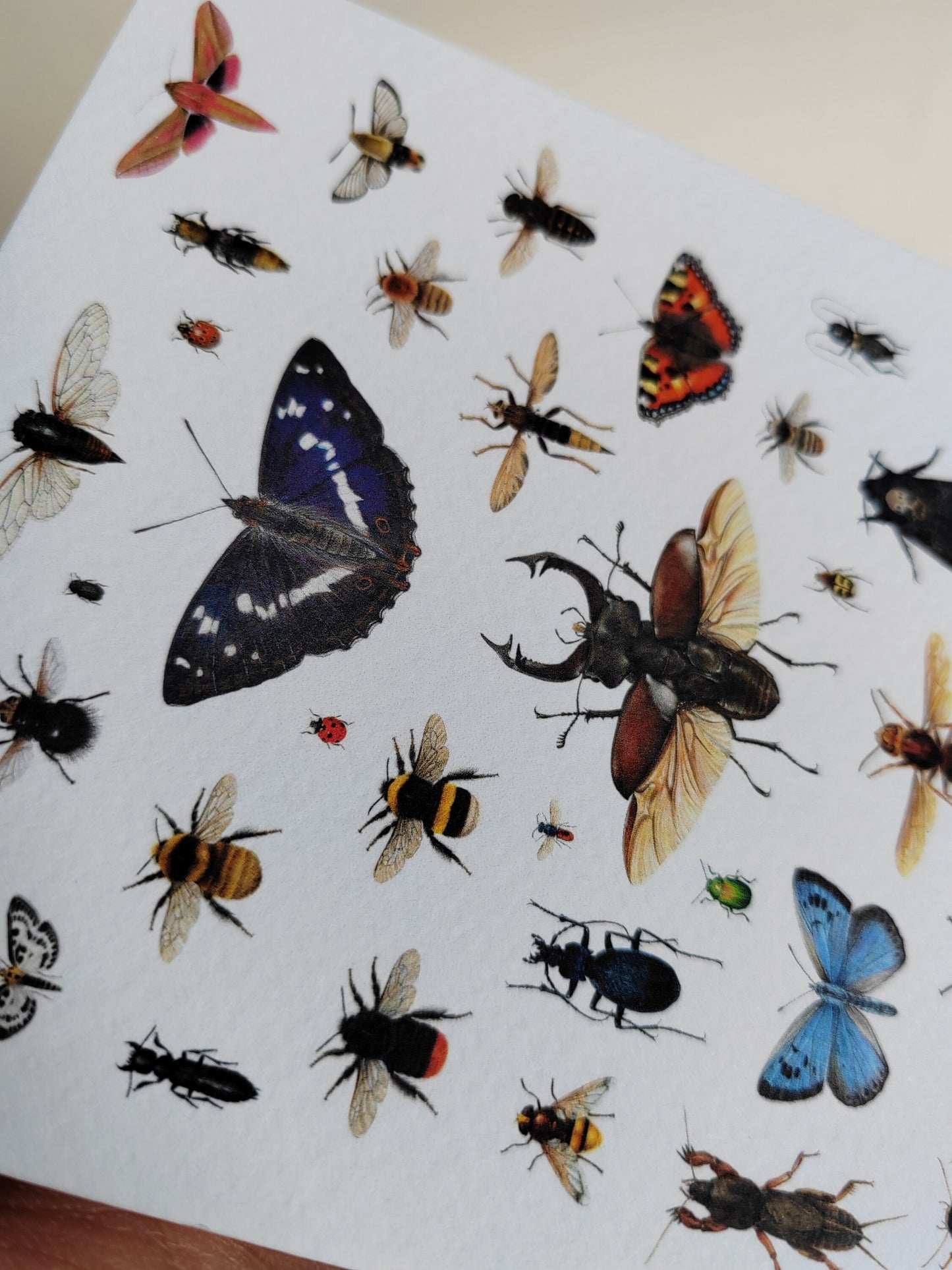 British Insects Greetings Card (version 1)