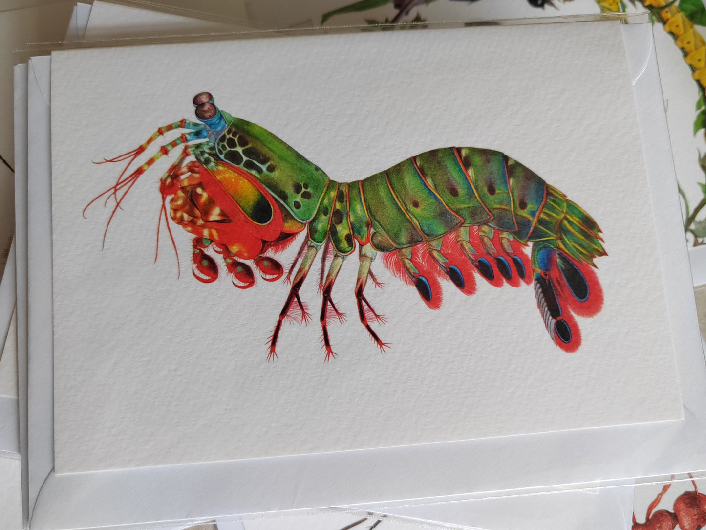 Peacock Mantis Shrimp Greetings Card, A6 size