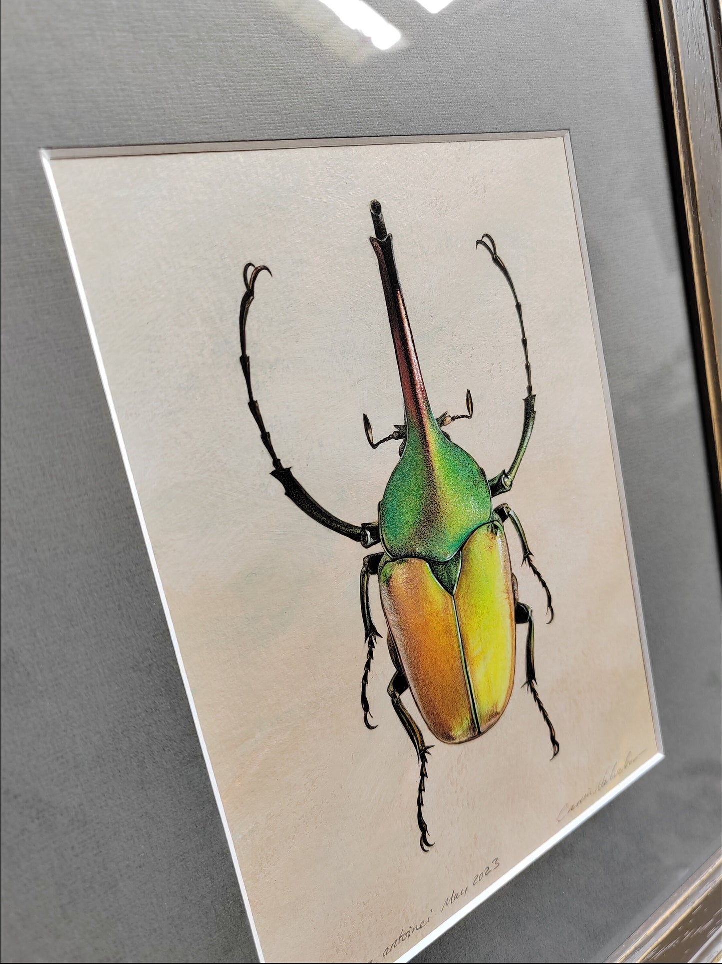 Framed Original Artwork - Theodosia antoinei, Horned Flower Chafer beetle