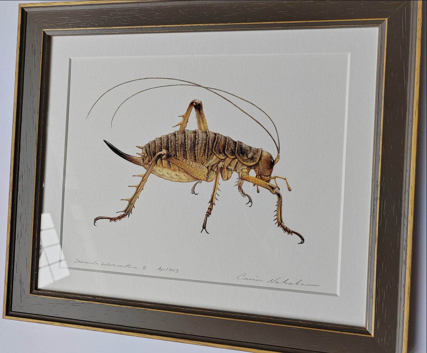 Framed Original artwork - Deinacrida heteracantha, Wētāpunga or Giant Weta (Little Barrier Island Giant Weta)