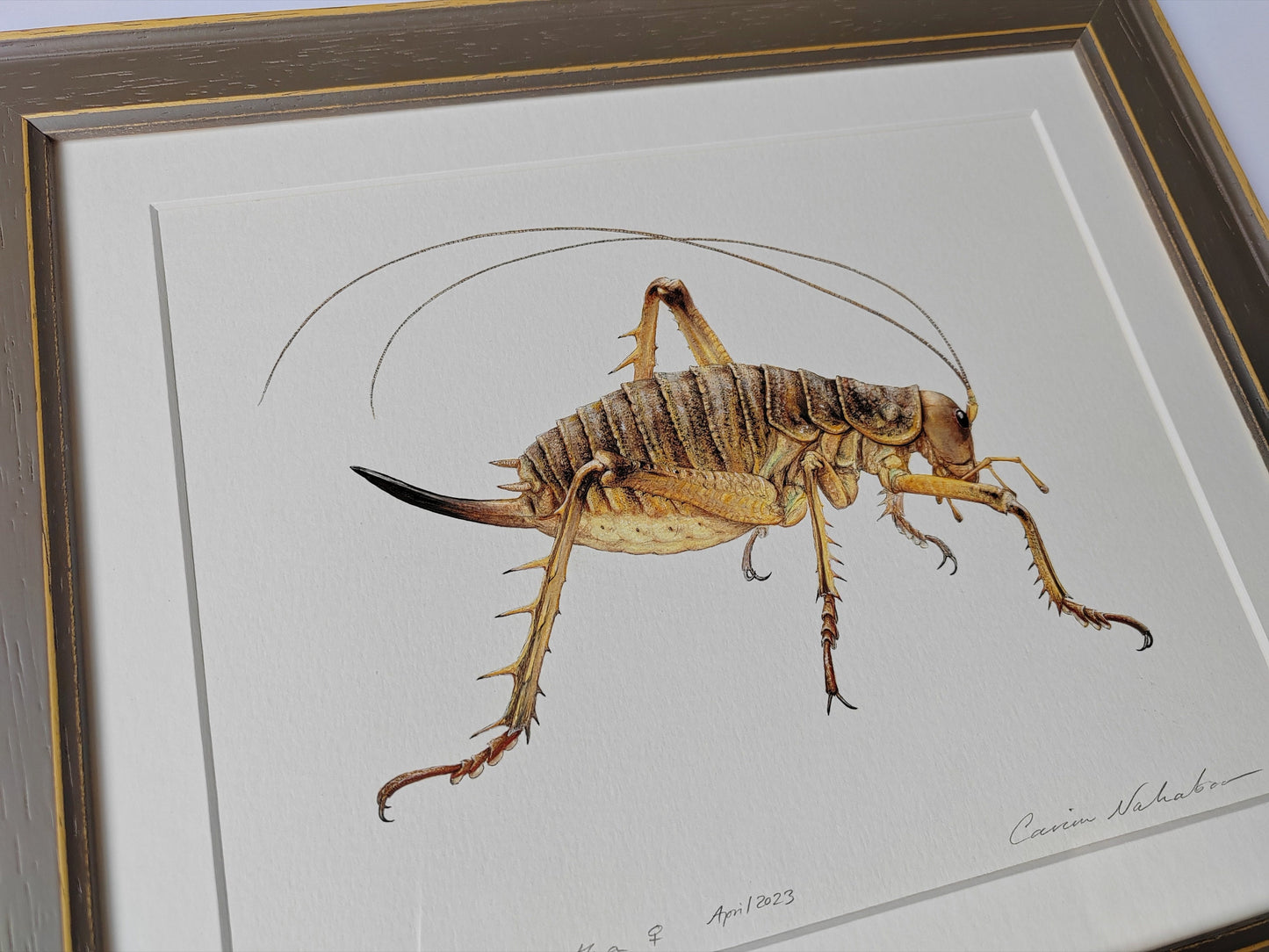 Framed Original artwork - Deinacrida heteracantha, Wētāpunga or Giant Weta (Little Barrier Island Giant Weta)