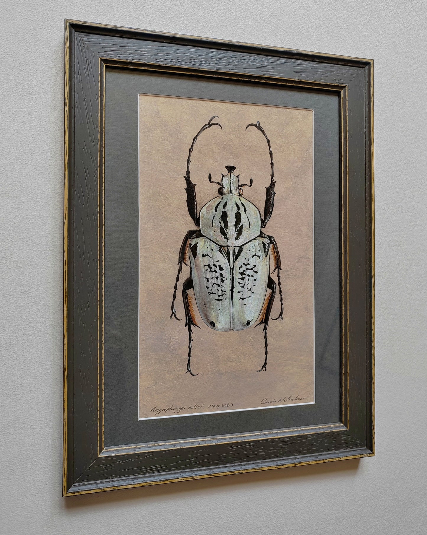 Framed Original Artwork - Argyrophegges kolbei (Goliathus kolbei)