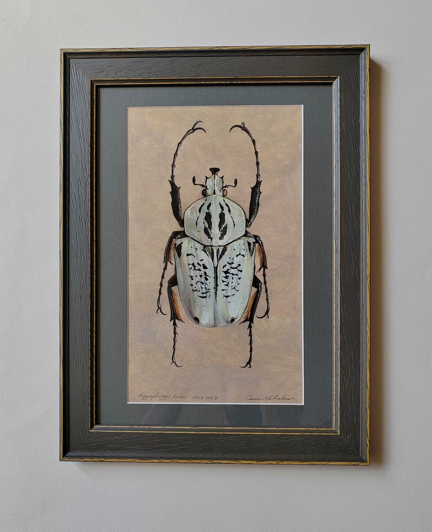 Framed Original Artwork - Argyrophegges kolbei (Goliathus kolbei)