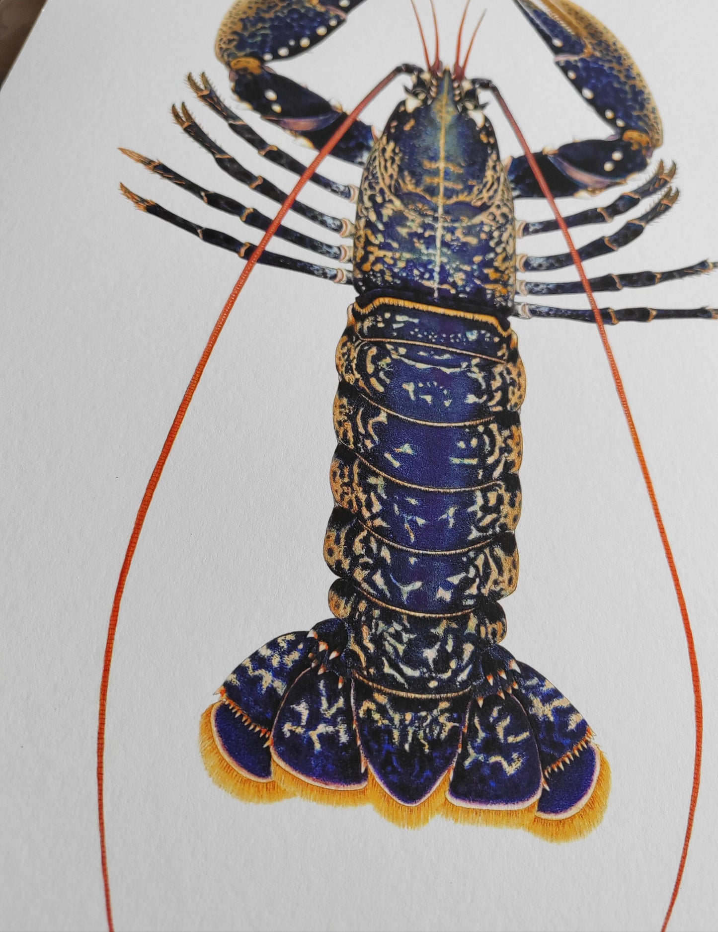 Homarus gammarus, Lobster A3 size limited edition art print