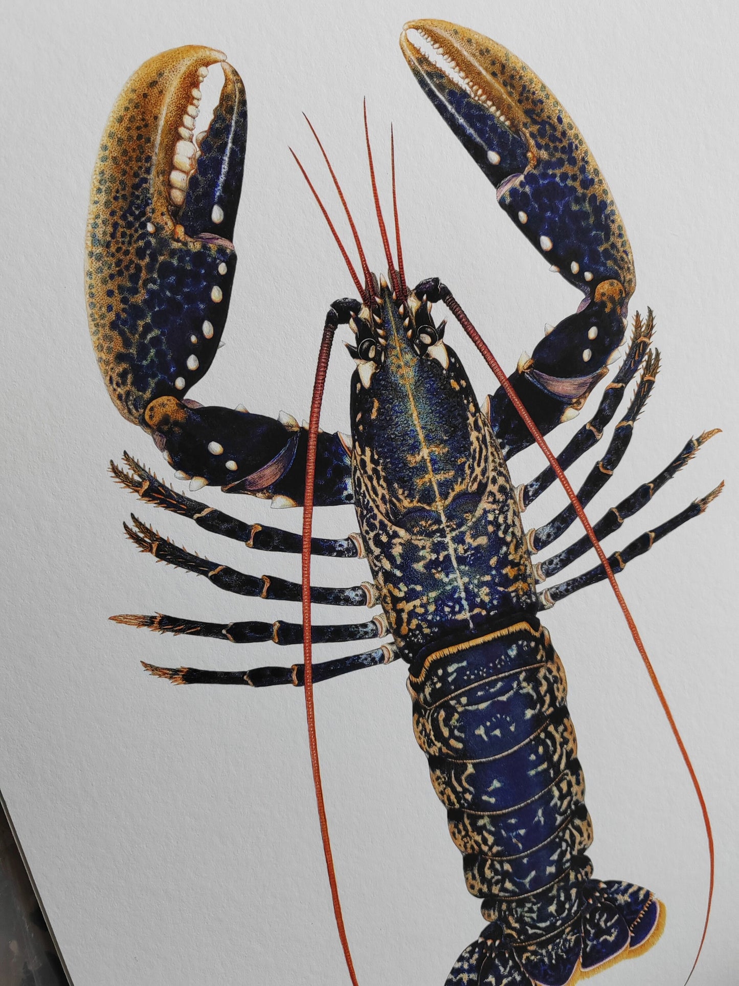 Homarus gammarus, Lobster A3 size limited edition art print