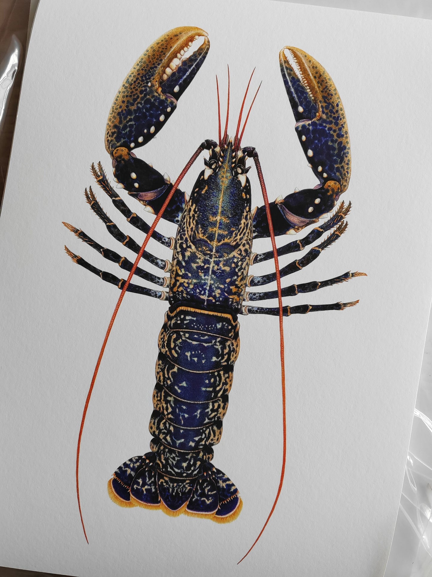 Homarus gammarus, Lobster A3 size limited edition art print