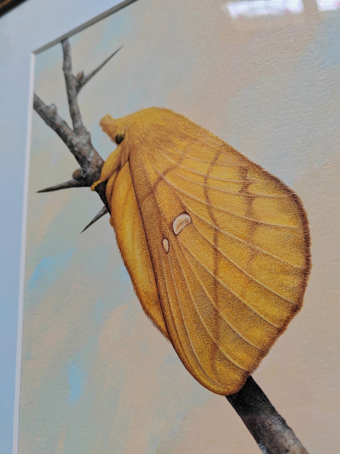 Framed Original artwork - Euthrix potatoria, Drinker Moth