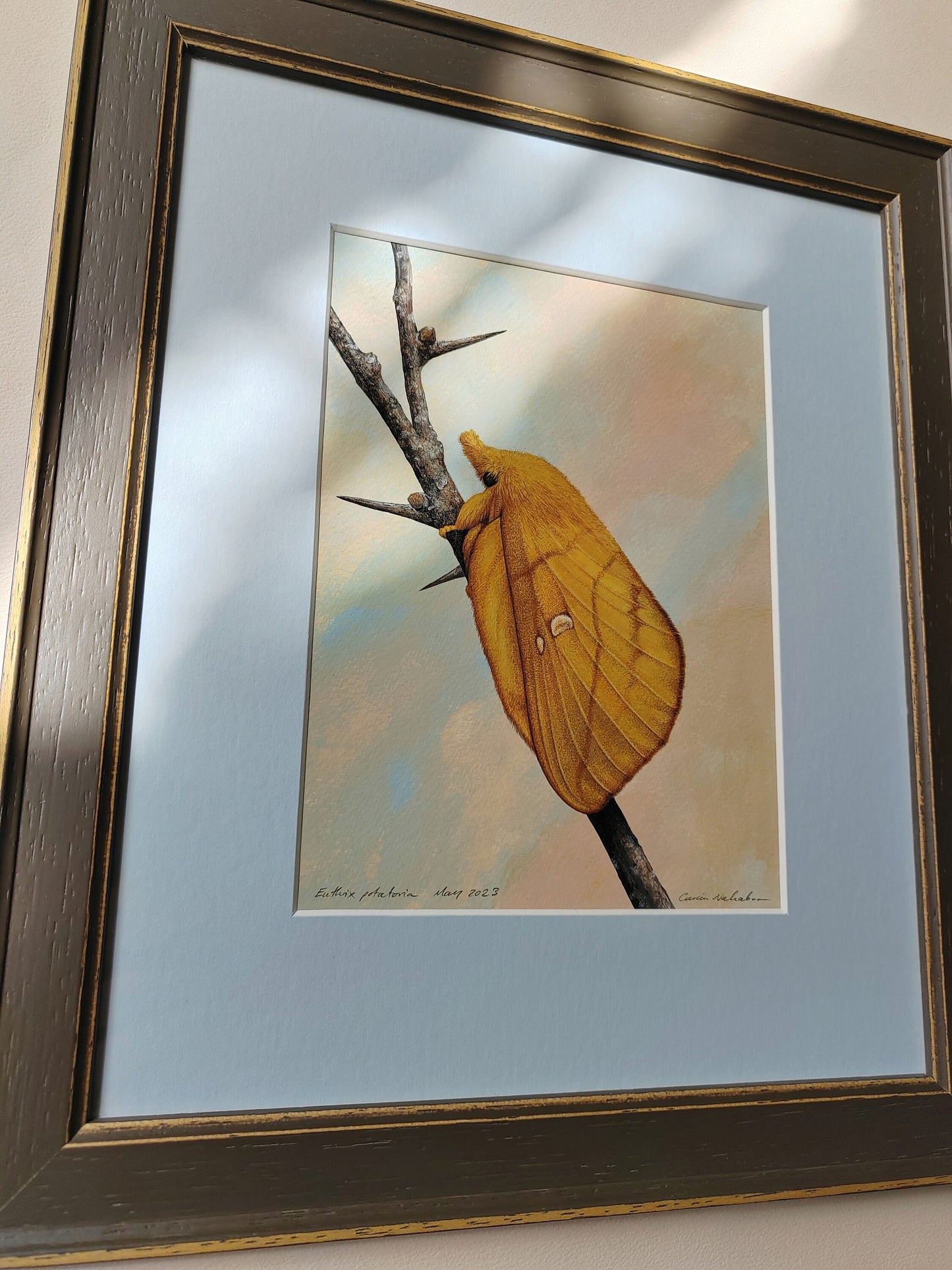 Framed Original artwork - Euthrix potatoria, Drinker Moth