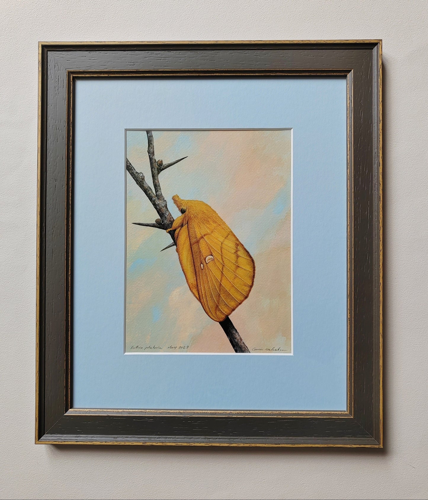 Framed Original artwork - Euthrix potatoria, Drinker Moth