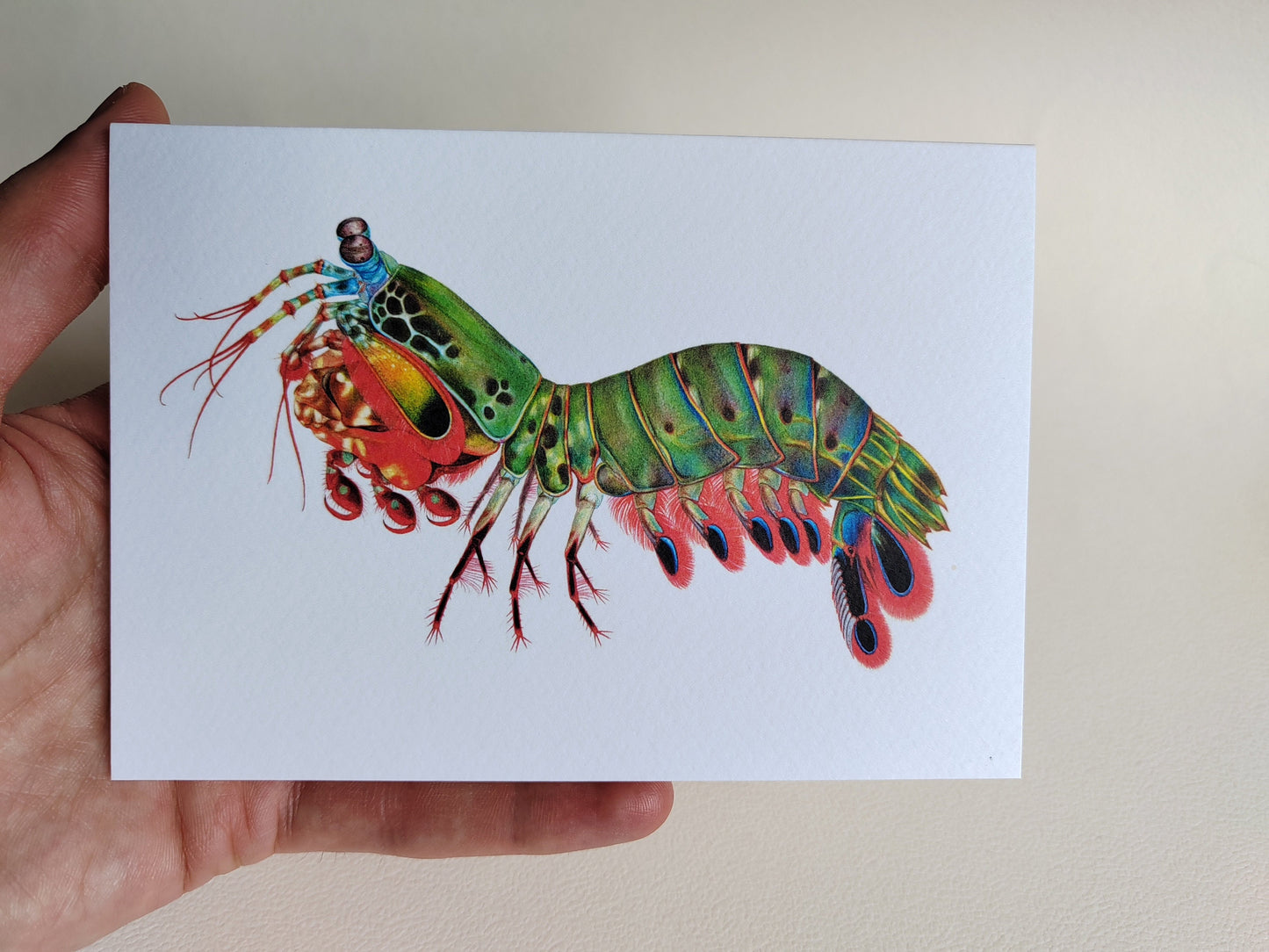 Peacock Mantis Shrimp Greetings Card, A6 size
