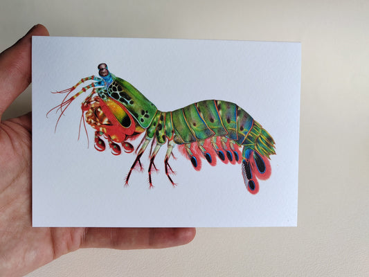 Peacock Mantis Shrimp Greetings Card, A6 size