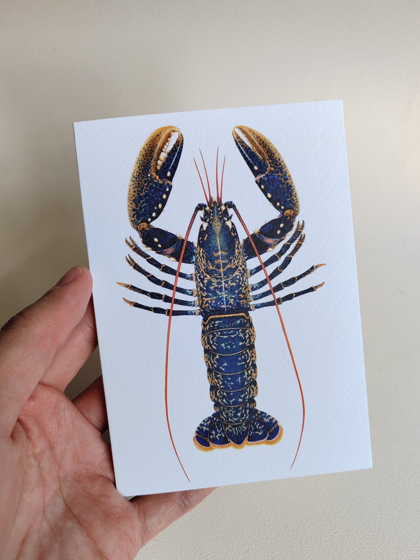 Greetings Card - Lobster, Homarus gammarus