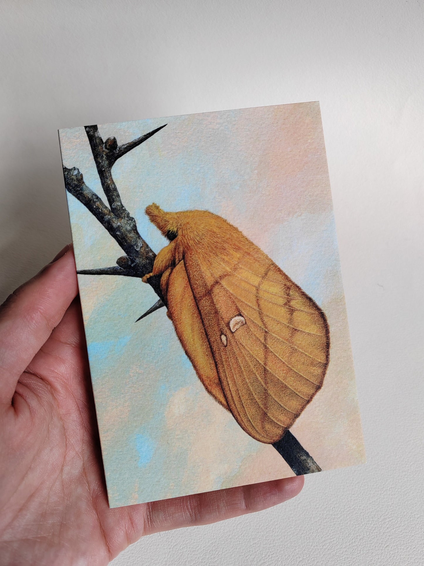 Drinker Moth, Greetings Card